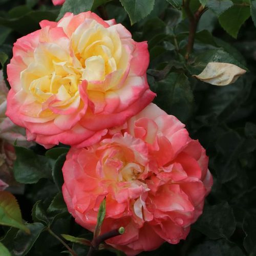 Žlutá - růžová - Stromkové růže s květy anglických růží - stromková růže s rovnými stonky v koruně
